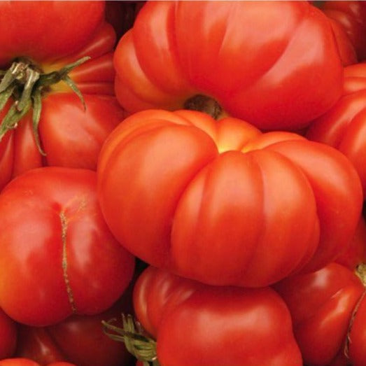 Tomato - Brandywine – Knippel Garden Centre