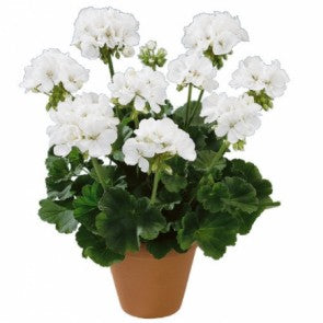 Geranium - White Ivy – Knippel Garden Centre