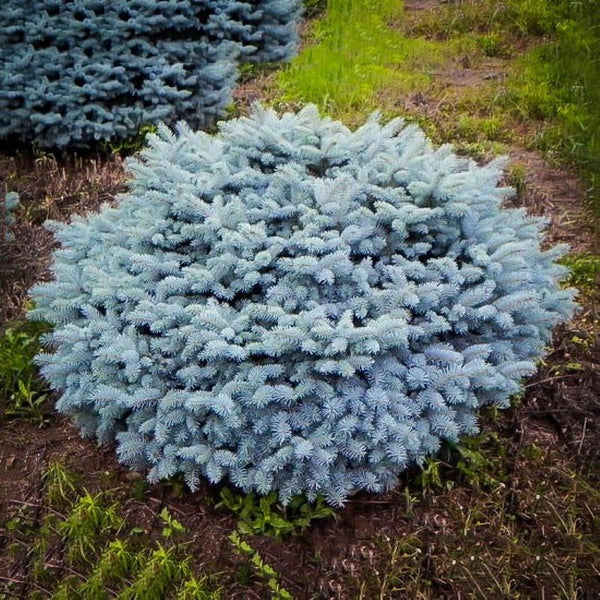 Dwarf Globe Blue Spruce Topiary