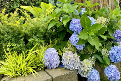 Create a Hydrangea Garden as Unique as You!