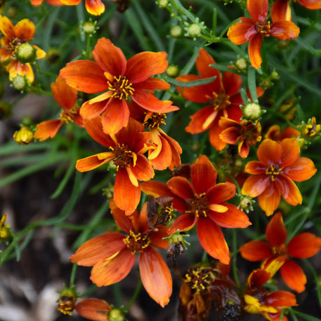 Low-Maintenance Perennials