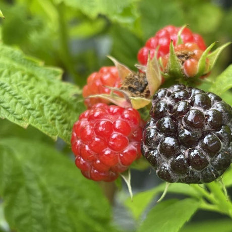 Shop Fruiting Plants