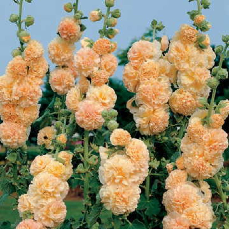 ALCEA PEACHES 'N' DREAMS