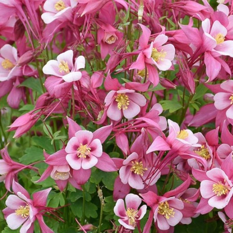 AQUILEGIA KIRIGAMI ROSE & PINK