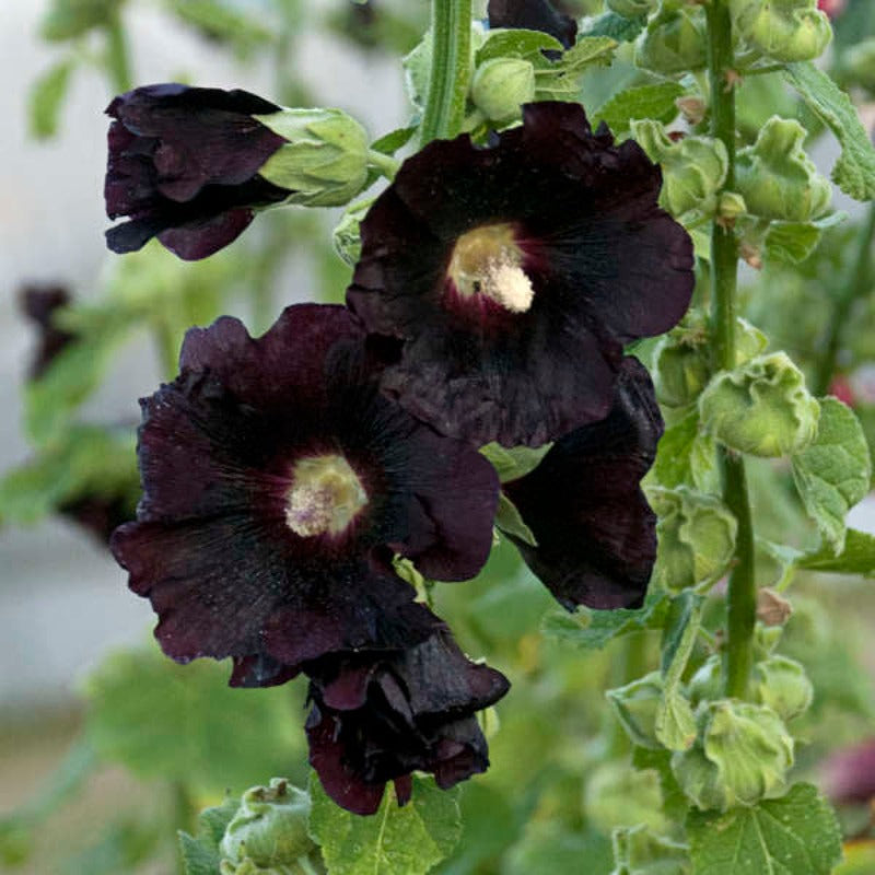 ALCEA SPOTLIGHT BLACKNIGHT