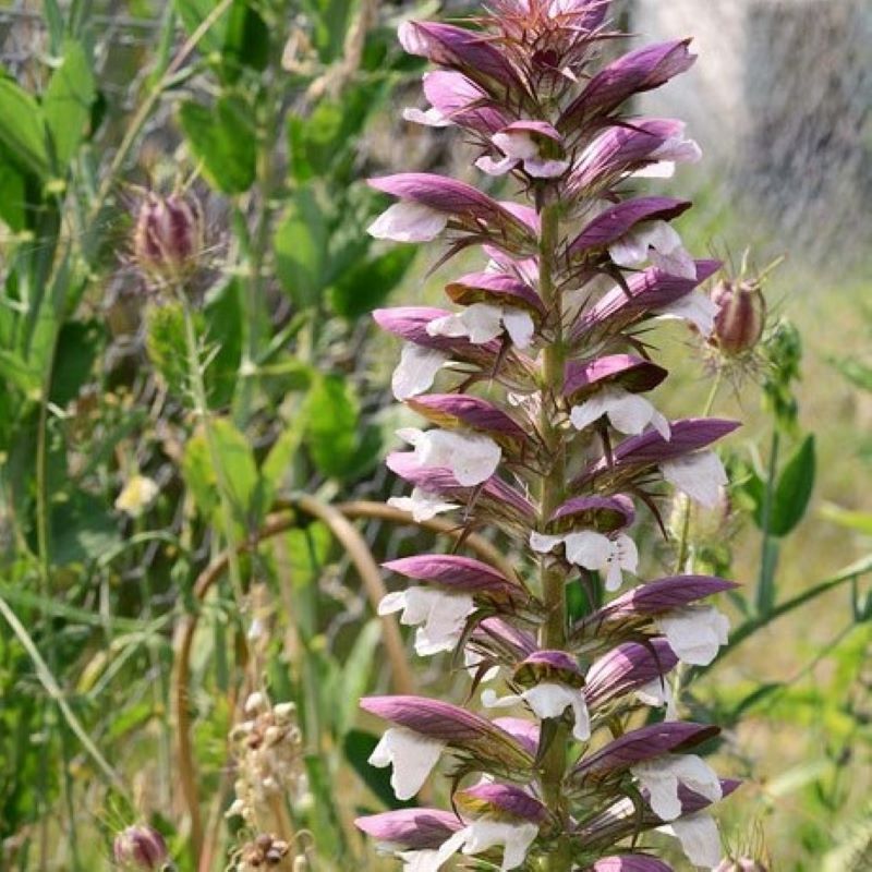 ACANTHUS MORNING CANDLE