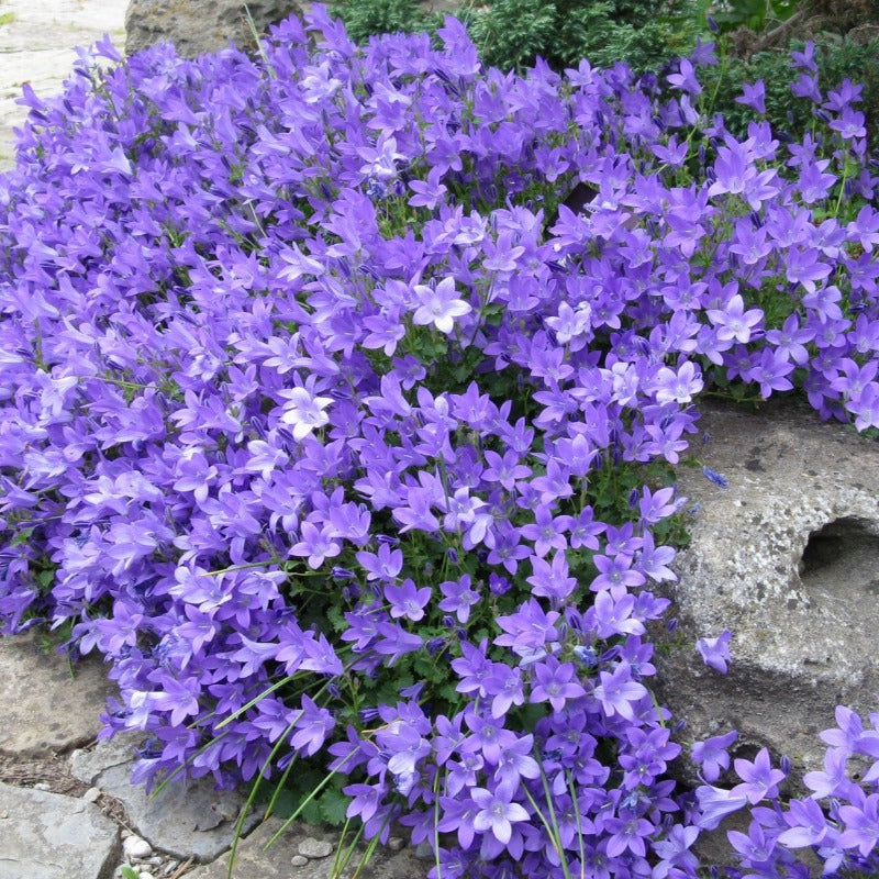 CAMPANULA BIRCH HYBRID