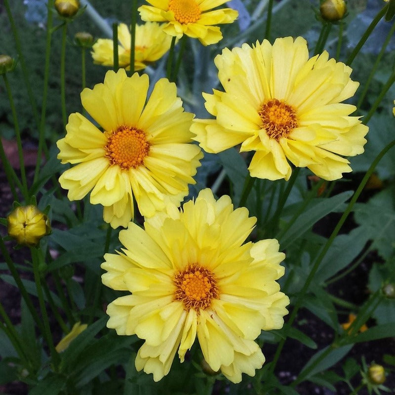 COREOPSIS LEADING LADY SOPHIA