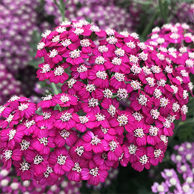 ACHILLEA VINTAGE VIOLET