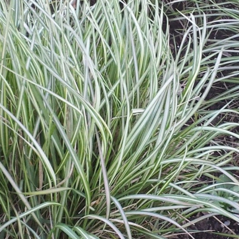 CALAMAGROSTIS LIGHTNING STRIKE