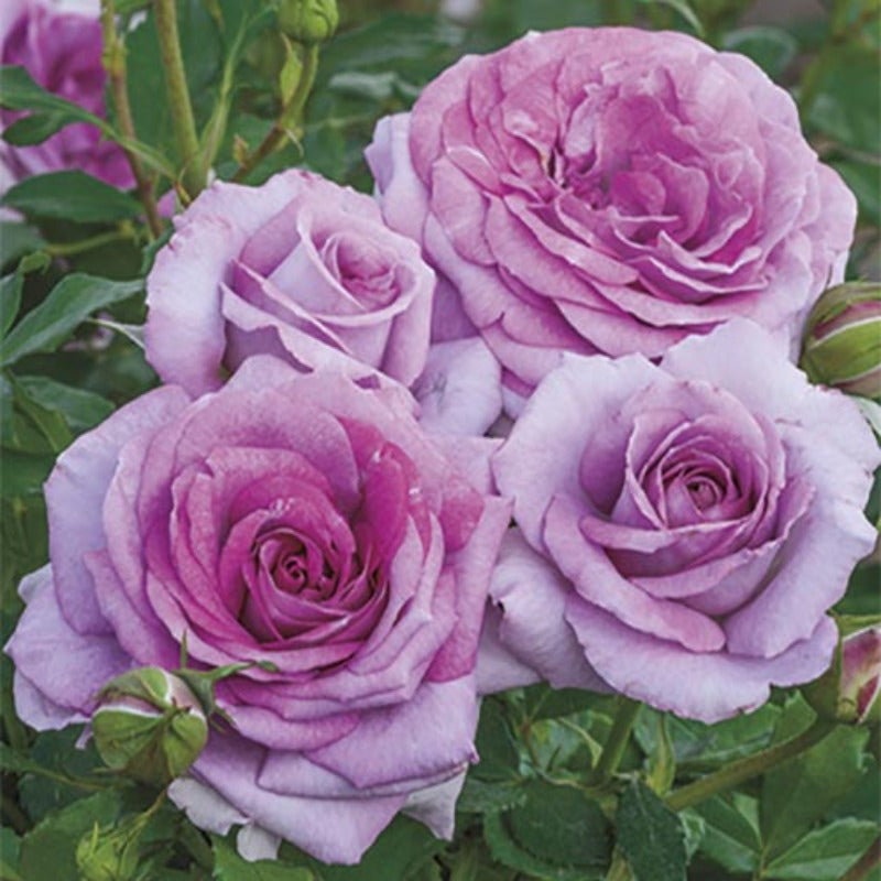 ROSE FLORIBUNDA VIOLET'S PRIDE