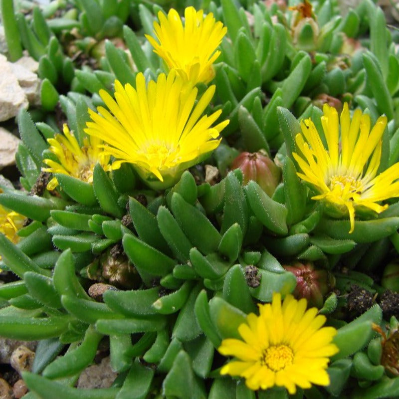 DELOSPERMA BASUTICUM