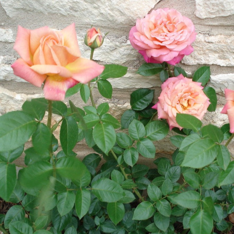 ROSE HYBRID TEA CHICAGO PEACE