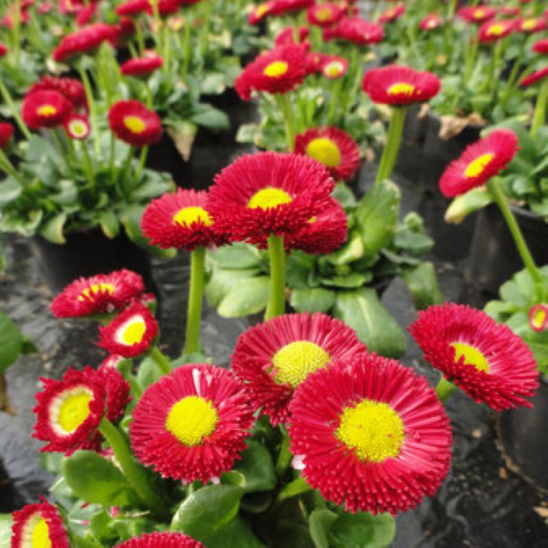 BELLIS SPEEDSTAR RED