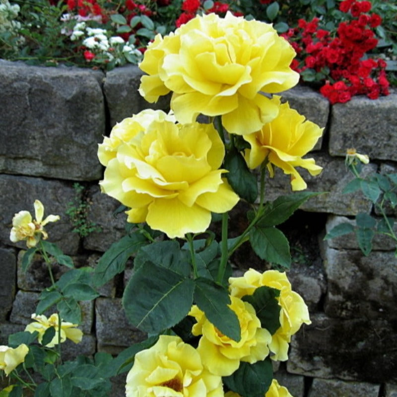 ROSE HYBRID TEA MIDAS TOUCH