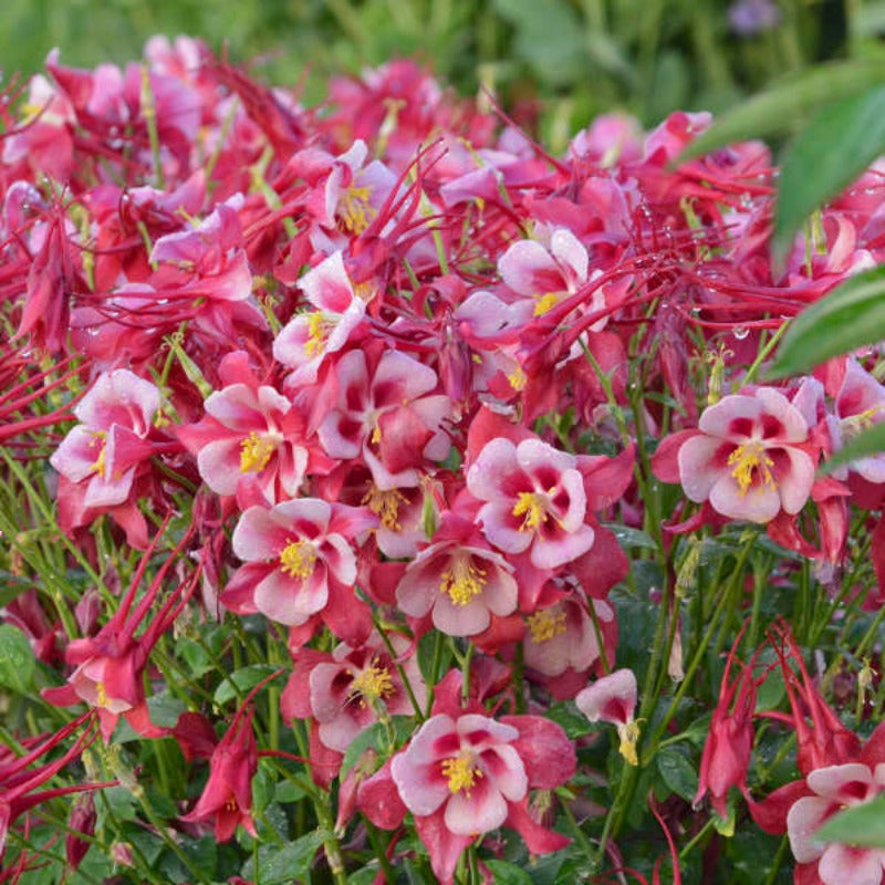 AQUILEGIA CARDINAL