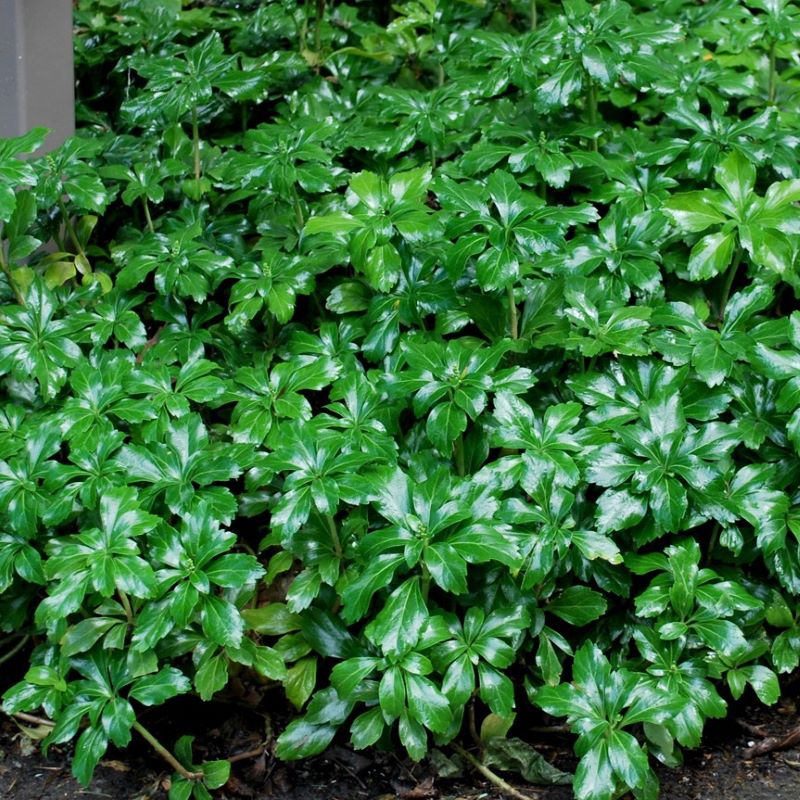 PACHYSANDRA TERMINALIS