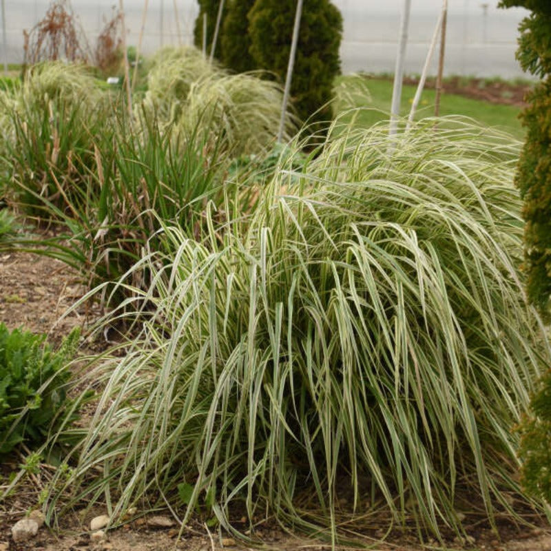 CALAMAGROSTIS HELLO SPRING