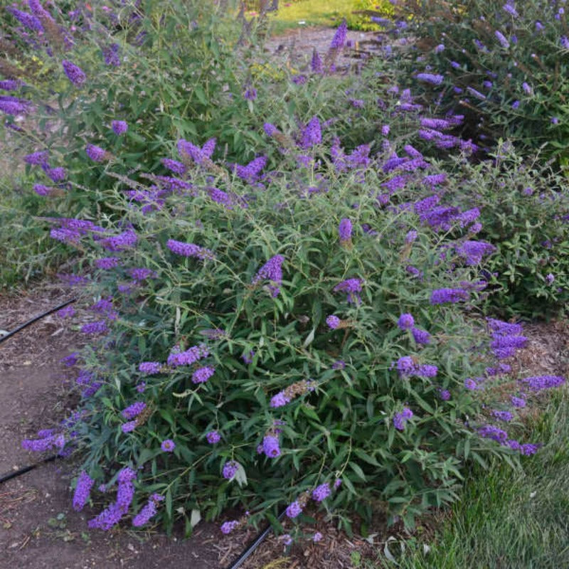 BUDDLEIA MONARCH BLUE KNIGHT