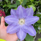 CLEMATIS OLYMPIA