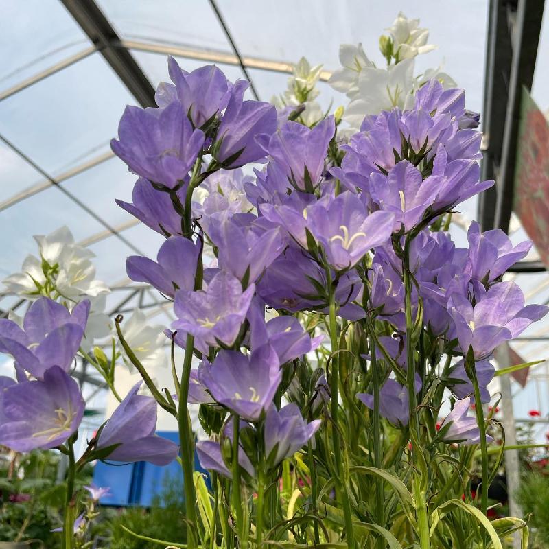 CAMPANULA P. DEEP BLUE