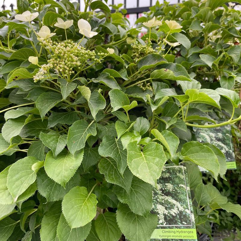 HYDRANGEA ANOMALA PETIOLARIS