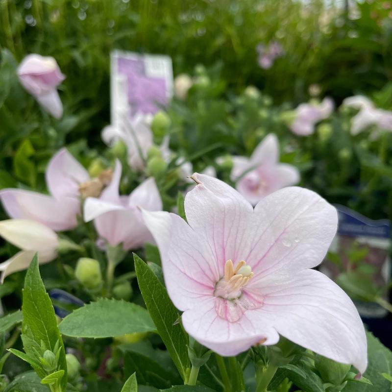 PLATYCODON ASTRA PINK