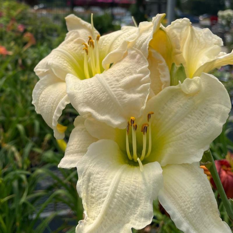 HEMEROCALLIS GENTLE SHEPHERD