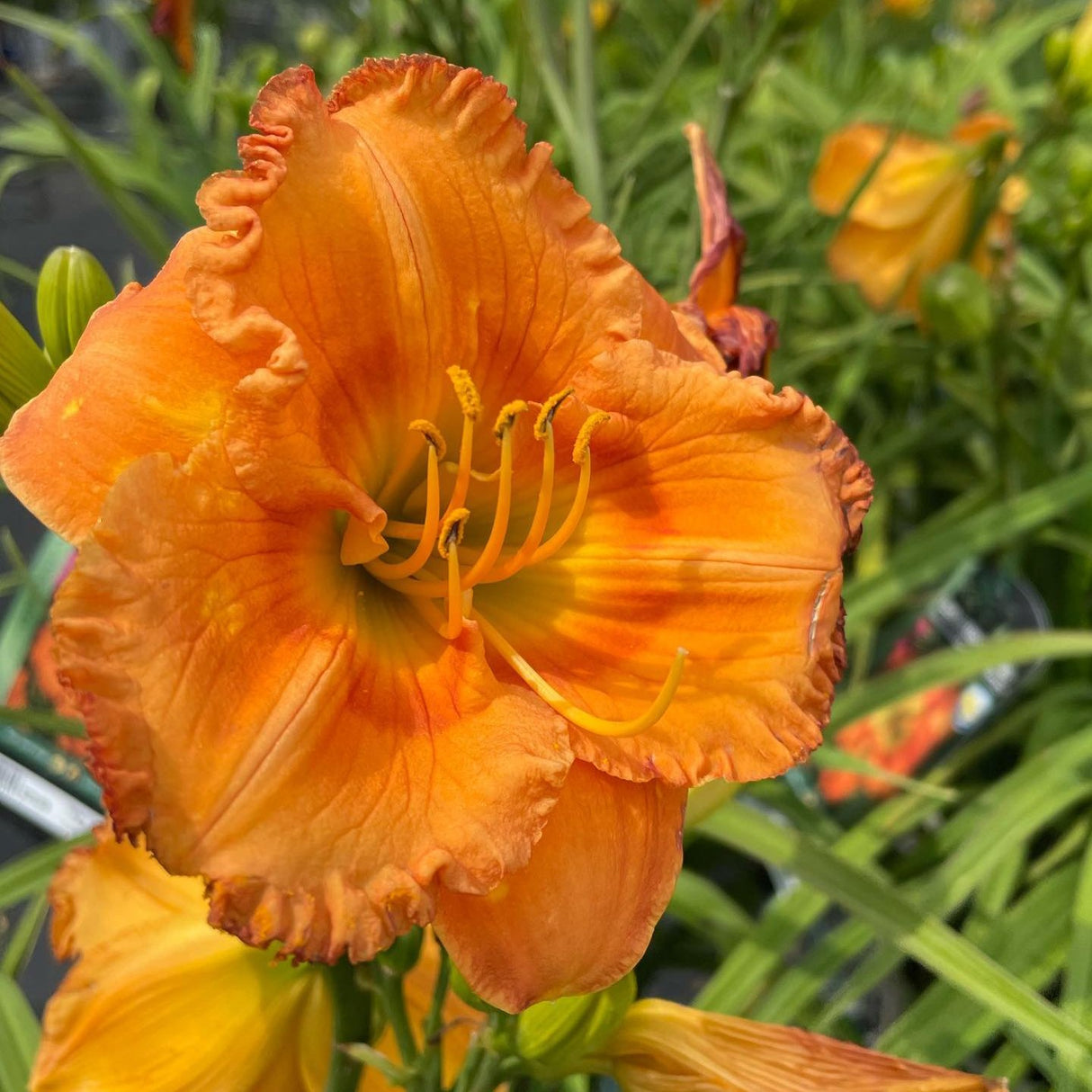 HEMEROCALLIS EARLYBIRD ORIOLE