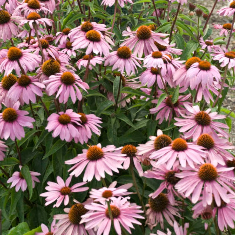 ECHINACEA MAGNUS