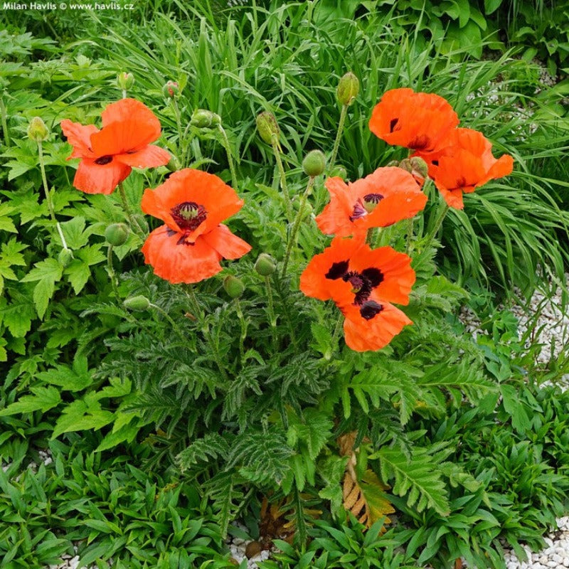 PAPAVER BRILLIANT