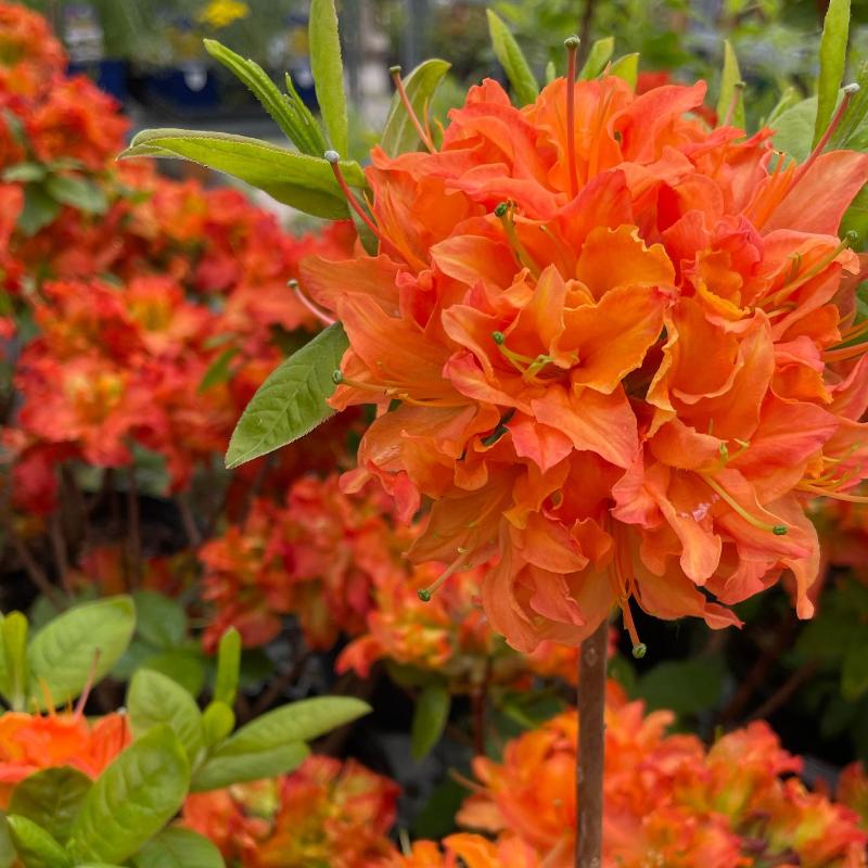 AZALEA MANDARIN LIGHTS