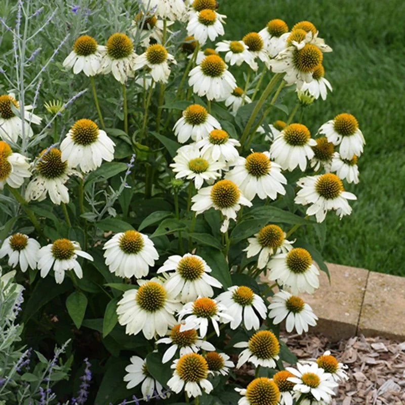 ECHINACEA POWWOW WHITE