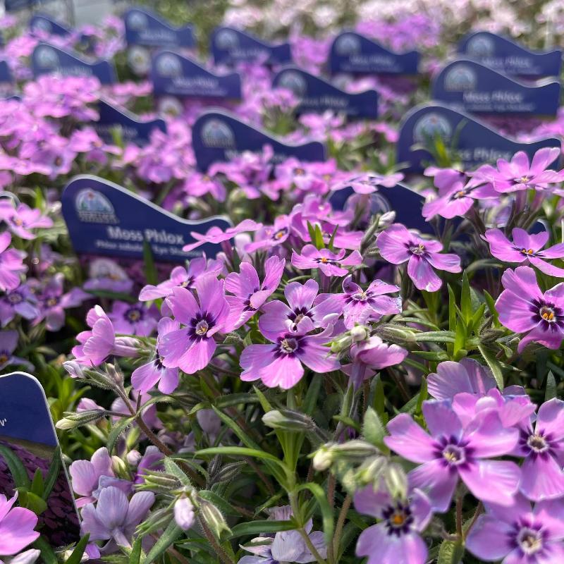 PHLOX EYE SHADOW