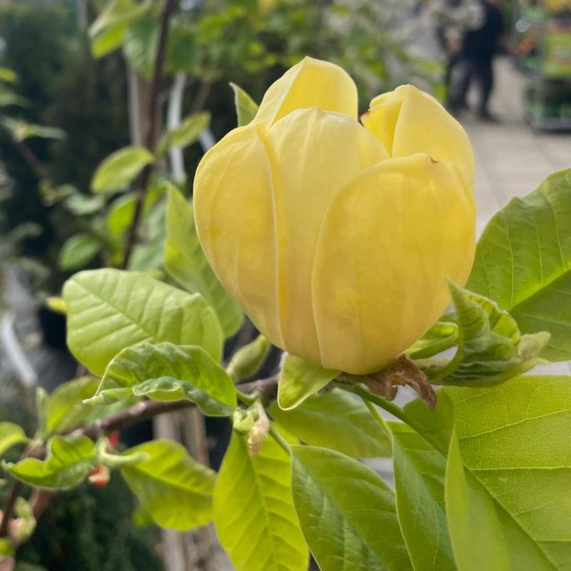 MAGNOLIA YELLOW BIRD