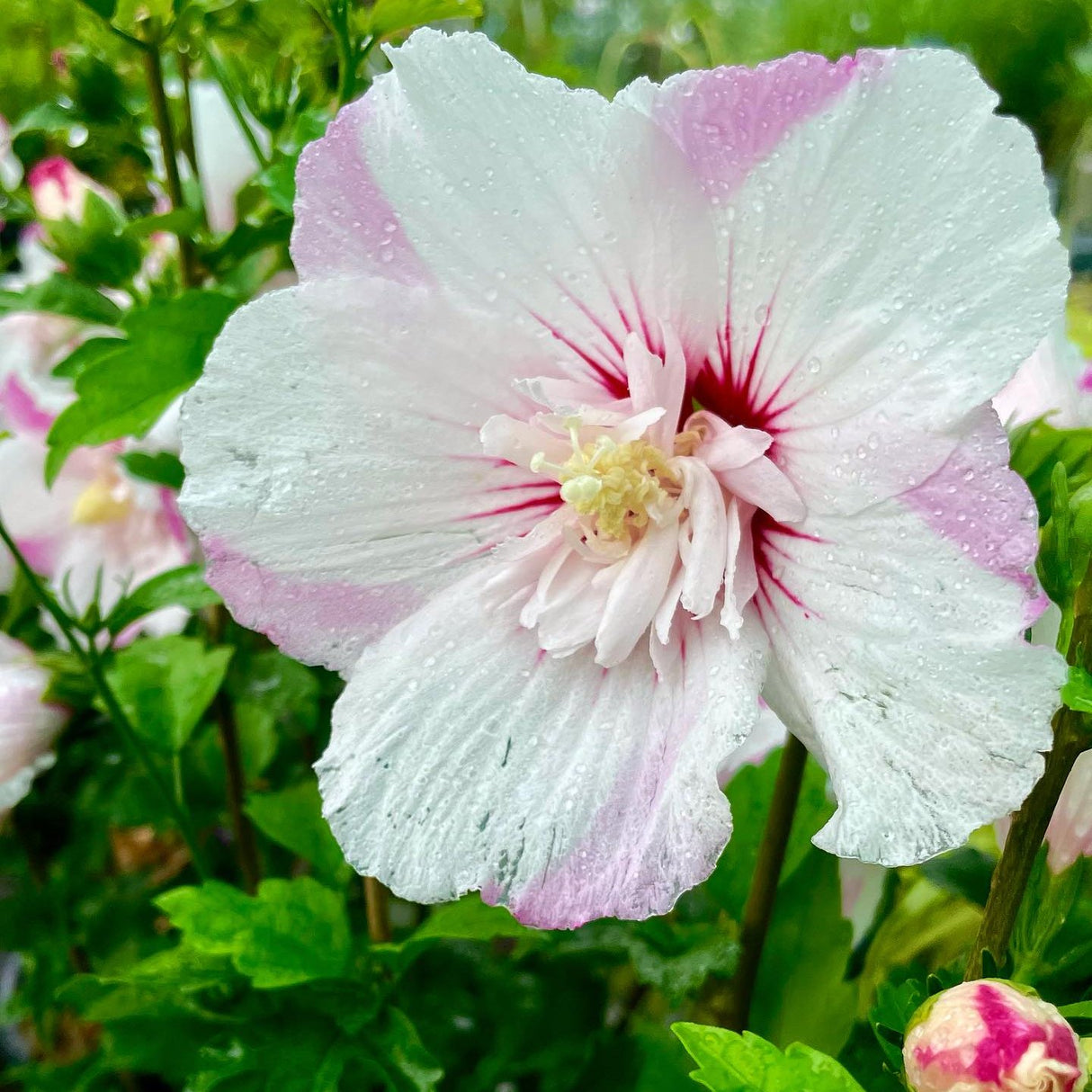 ROSE OF SHARON FIJI