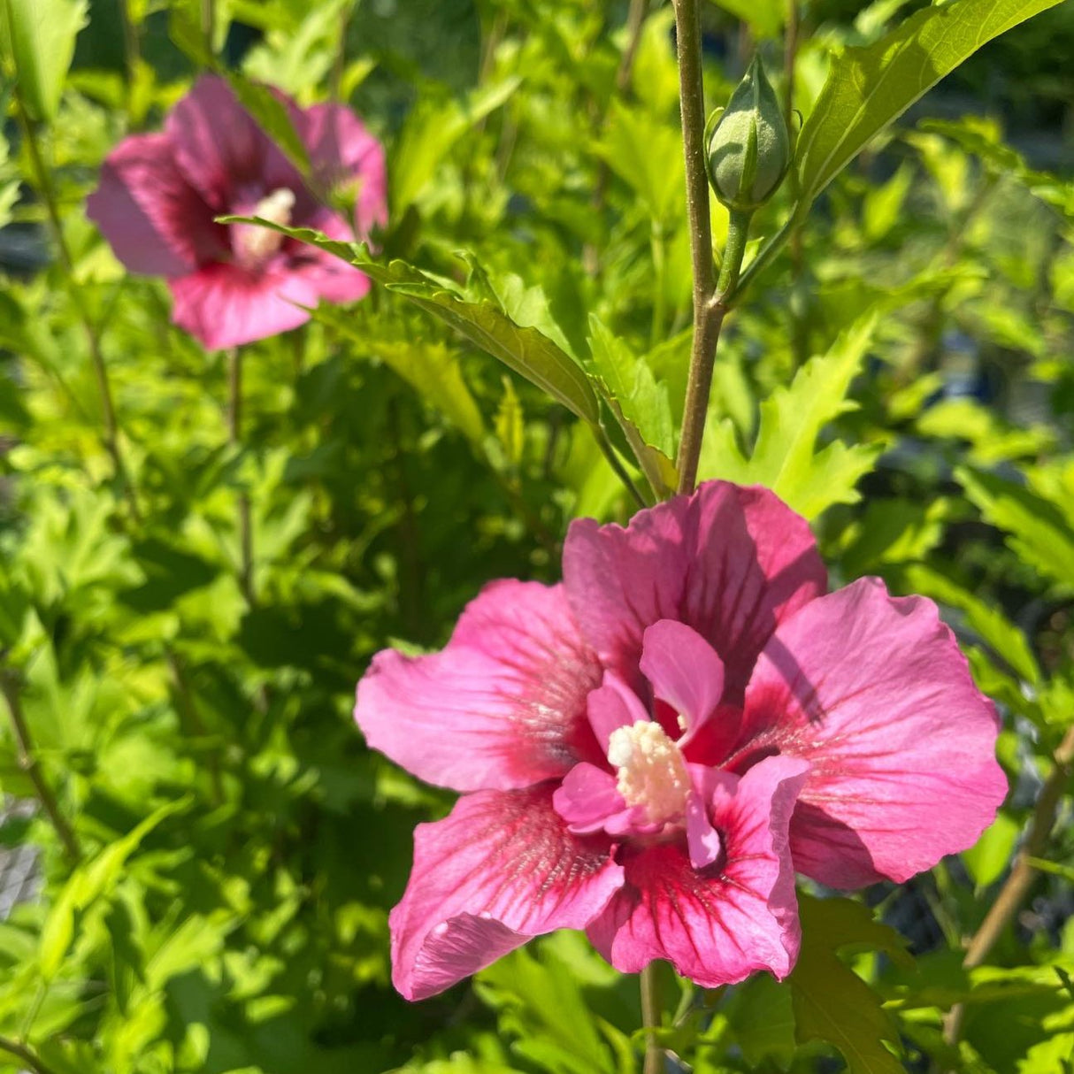 ROSE OF SHARON RED PILLAR