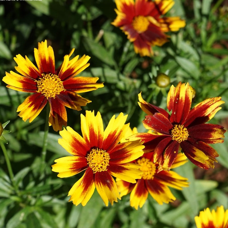 COREOPSIS GOLDEN STARDUST