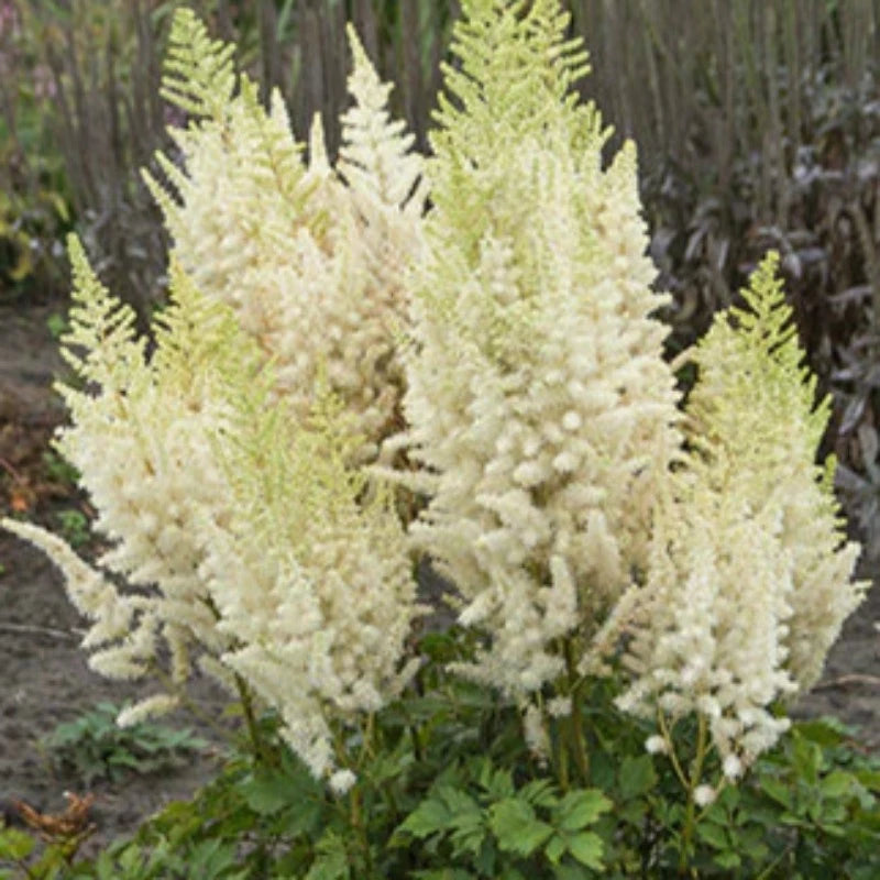 ASTILBE IVORY PEARLS