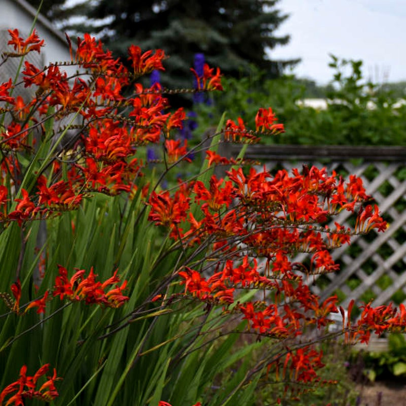 CROCOSMIA LUCIFER