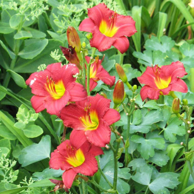 HEMEROCALLIS RUBY STELLA