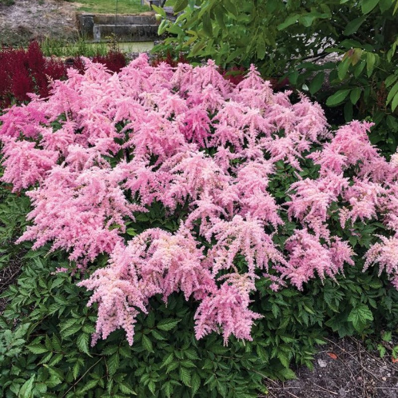 ASTILBE FIREWORKS PINK