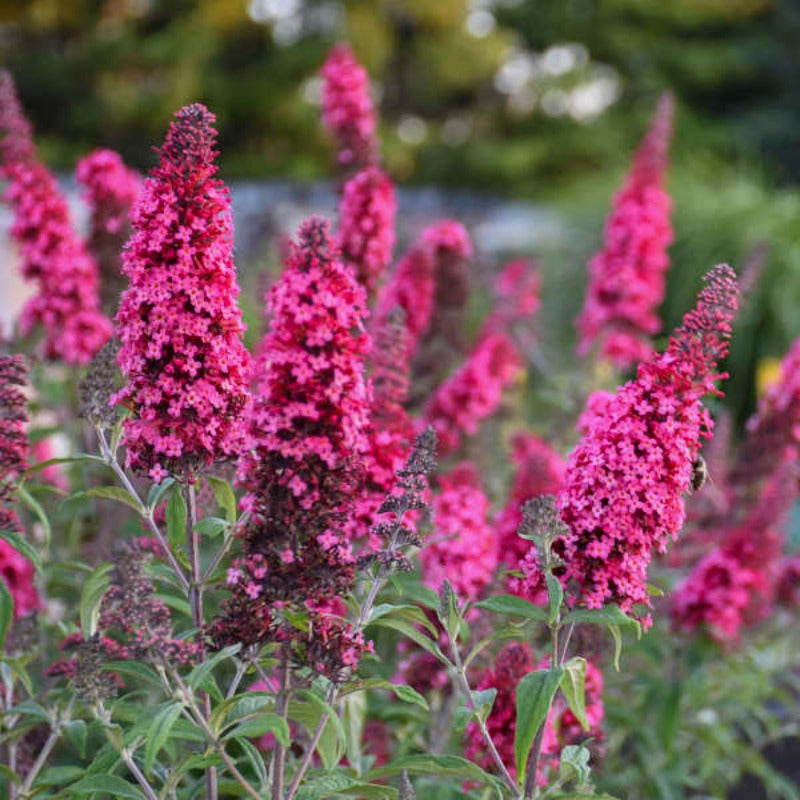 BUDDLEIA MONARCH PRINCE CHARMING