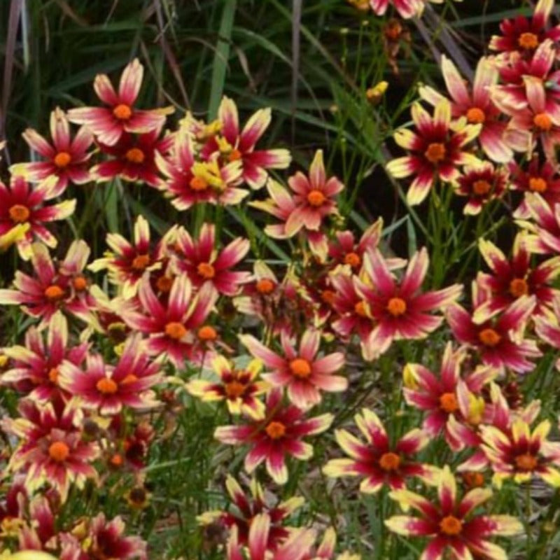 COREOPSIS RED CHIFFON