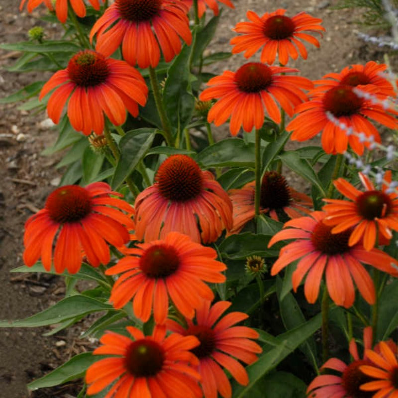 ECHINACEA JULIA