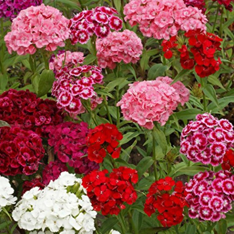 DIANTHUS DWARF DOUBLE MIX