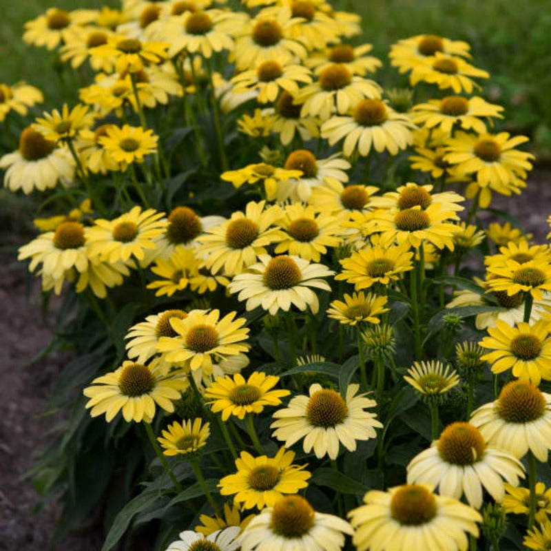 ECHINACEA EYE CATCHER CANARY FEATHERS