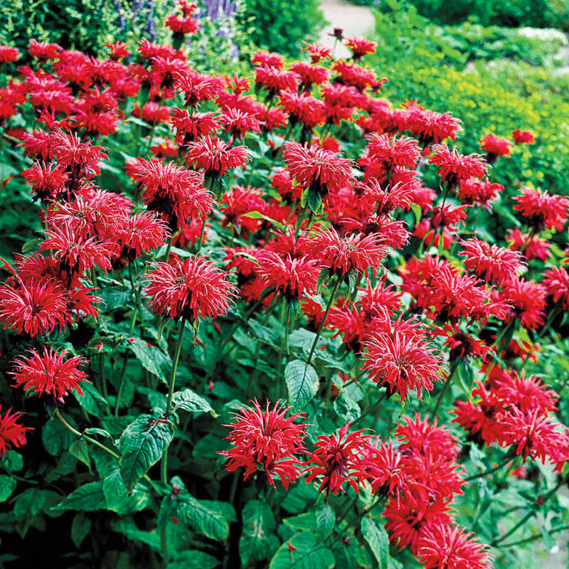 MONARDA GARDENVIEW SCARLET