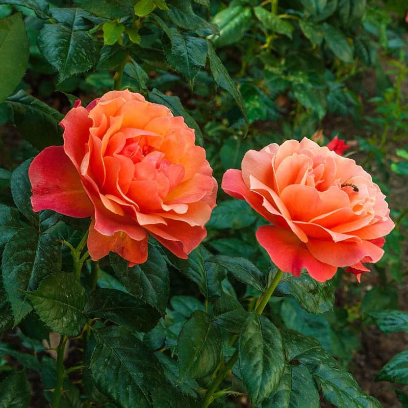 ROSE FLORIBUNDA BURNING GLOW