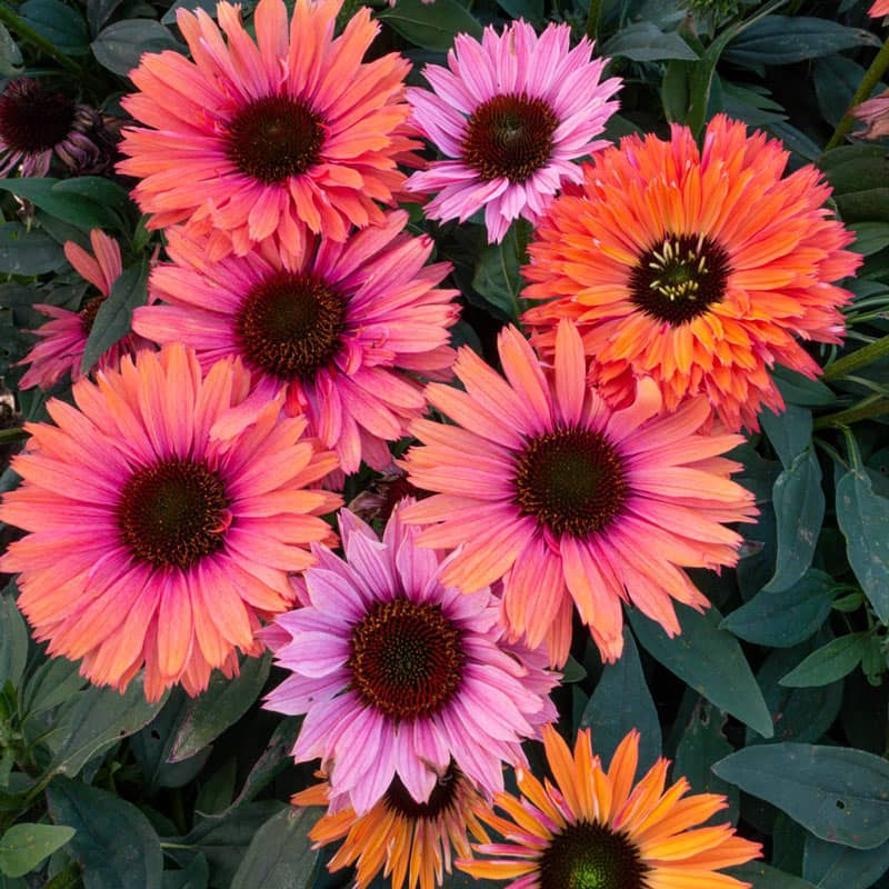 ECHINACEA SUNSEEKER RAINBOW